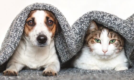 Започва кампанията за подпомагане кастрацията на домашни кучета и котки